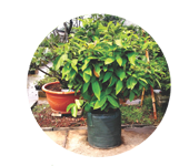 Planter Bag Planter Bag